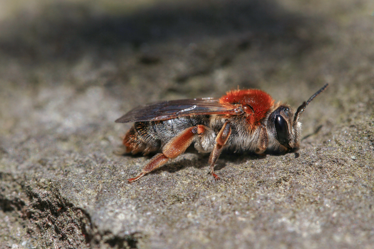 MFV_20150421-Andrena haemorrhoa-Full-IMG_0390-Bearbeitet.jpg