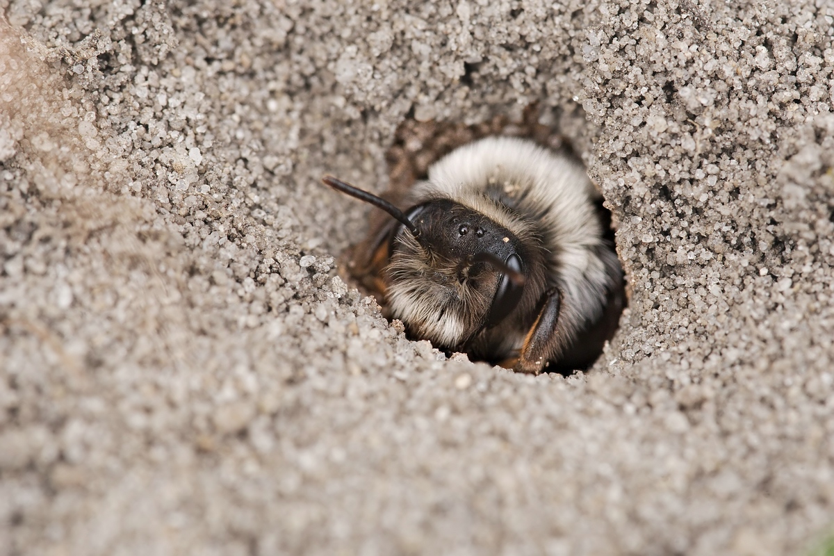 c_Andrena vaga DSC05496x2.jpg