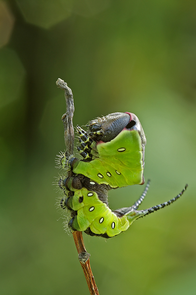 Gabelschwanz 4244a.jpg