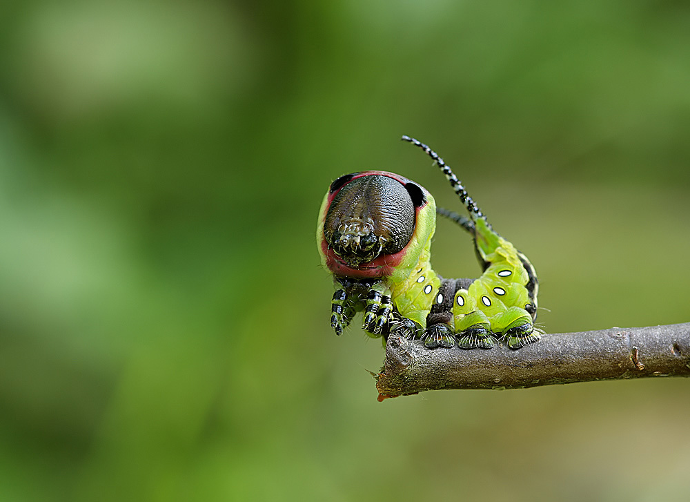 Gabelschwanz 4244.jpg