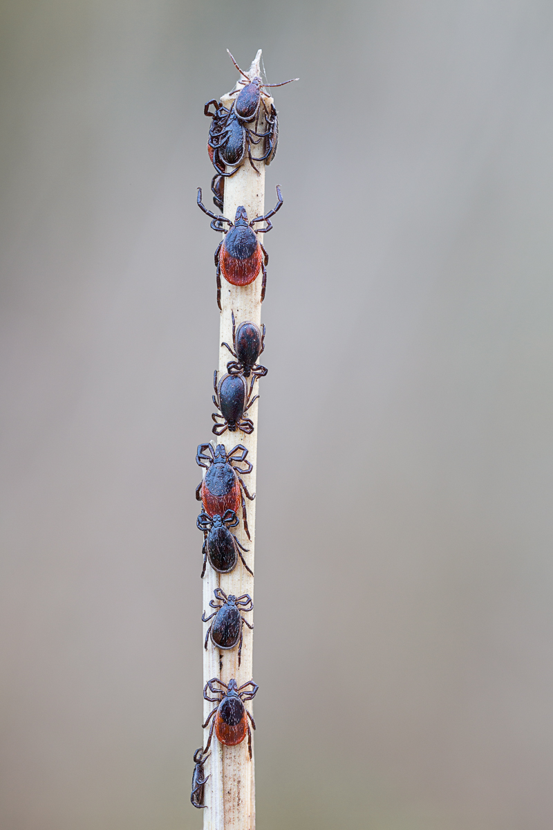 20190406-20190406-IMG_8828 ZS 7-b.jpg