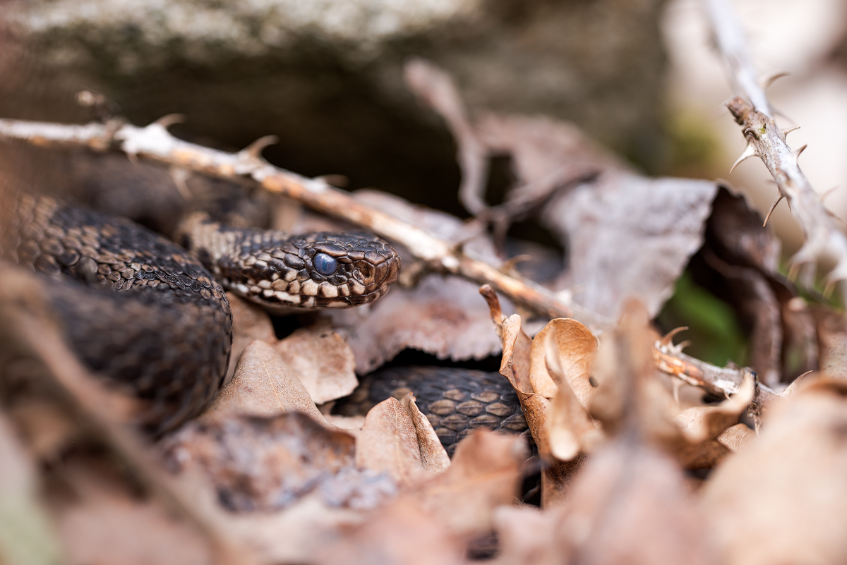 DSC_7435 - Kopie.jpg