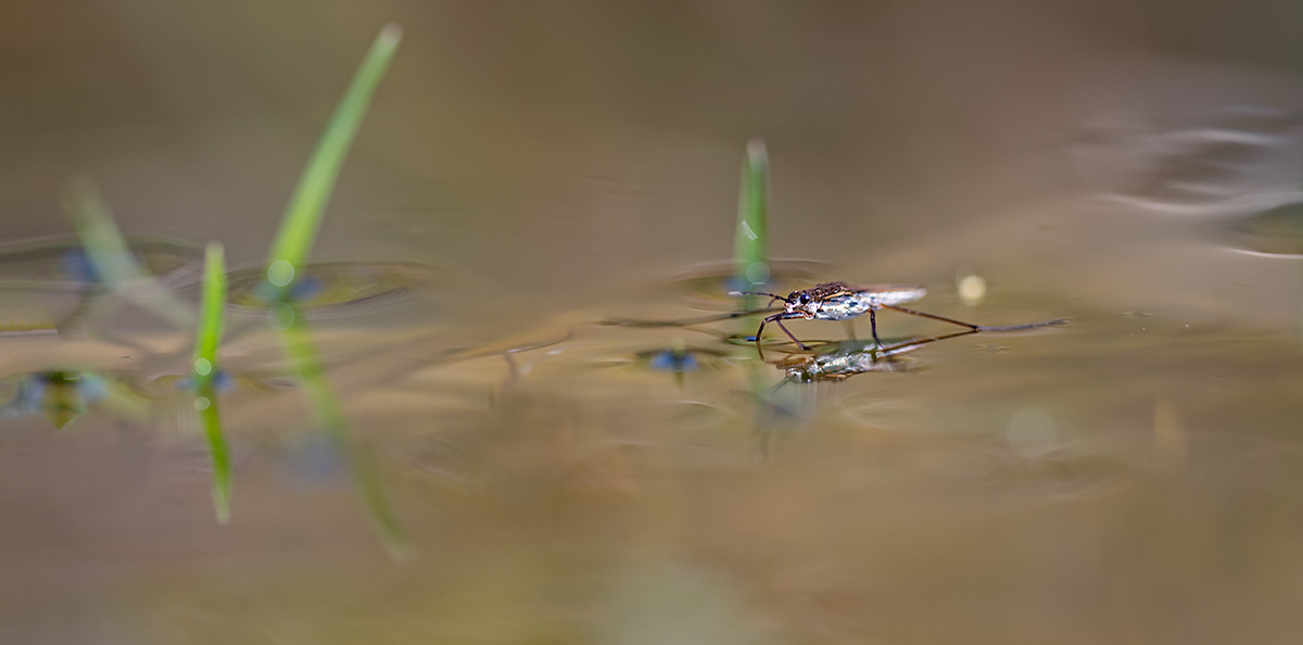 compWasserläufer20.3.2019FägswilDSC_458Pano25%Höhe.jpg