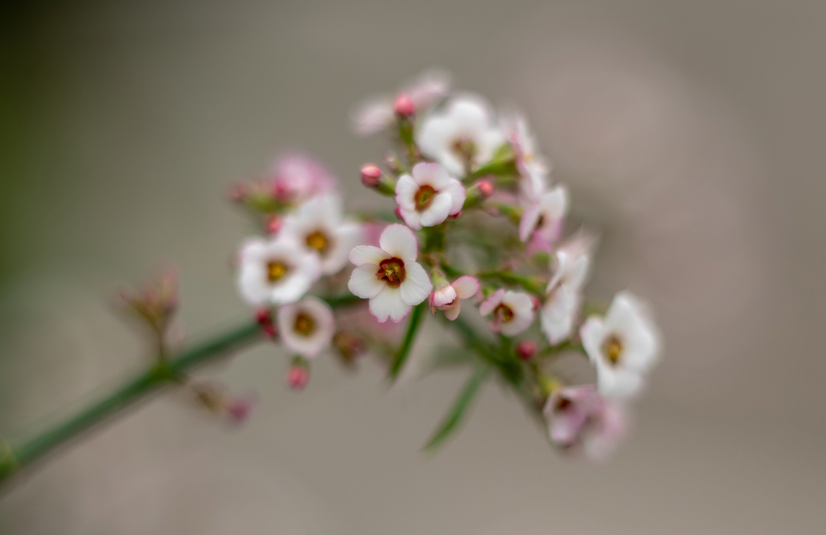 P4060378-1-Euphorbia xanthii -verkl.jpg