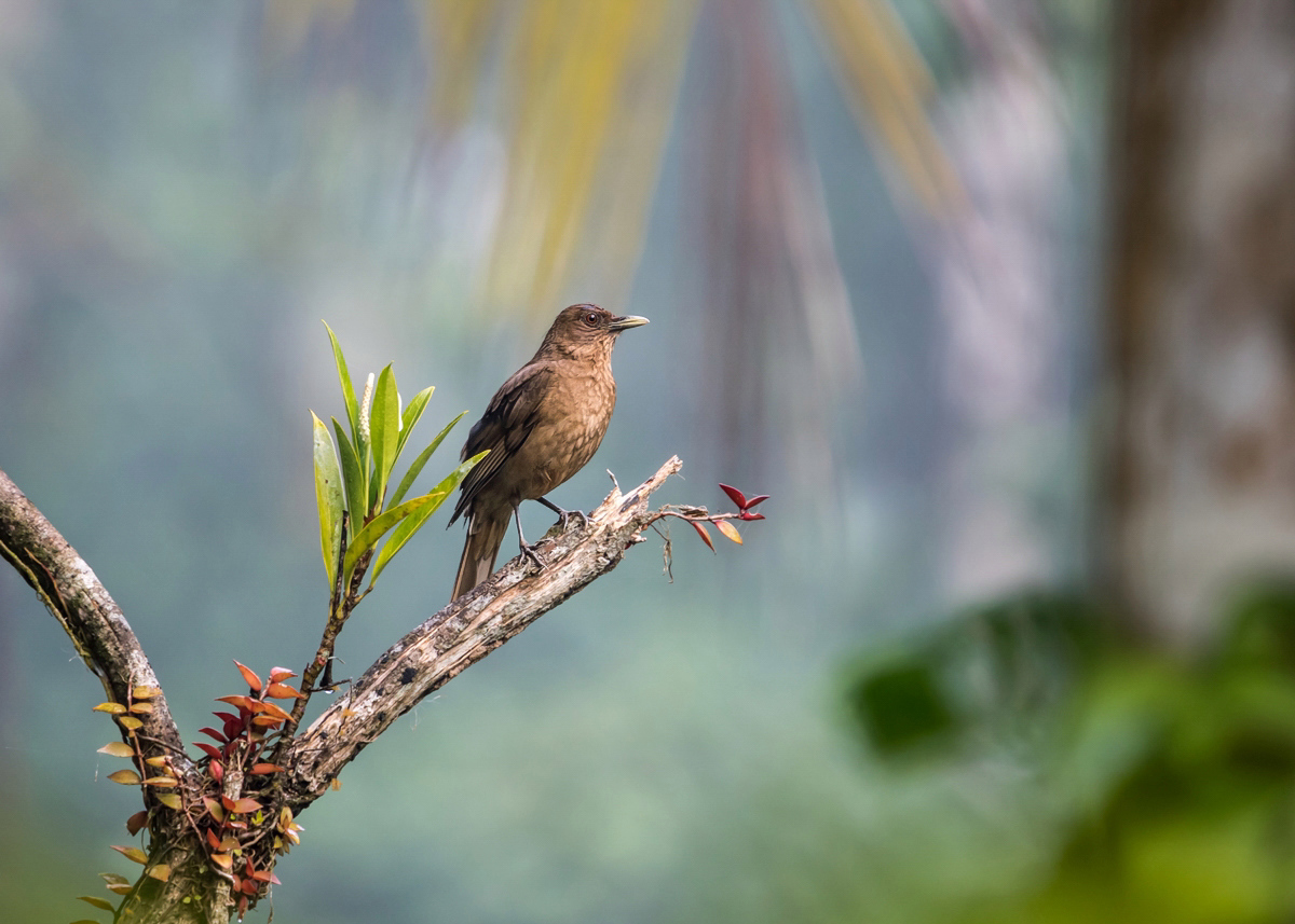 Turdus grayi Gilbdrossel; Turdidae Vogel (1)-2-1.jpg