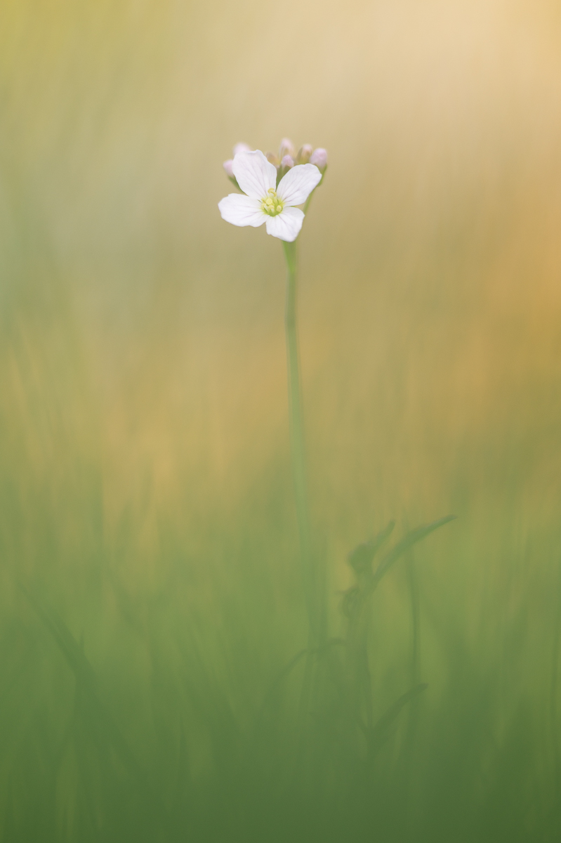 Wiesenschaumkraut2.jpg