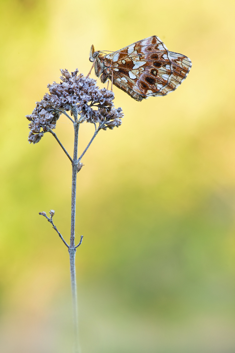 _MG_8325-Bearbeitet Kopie.jpg