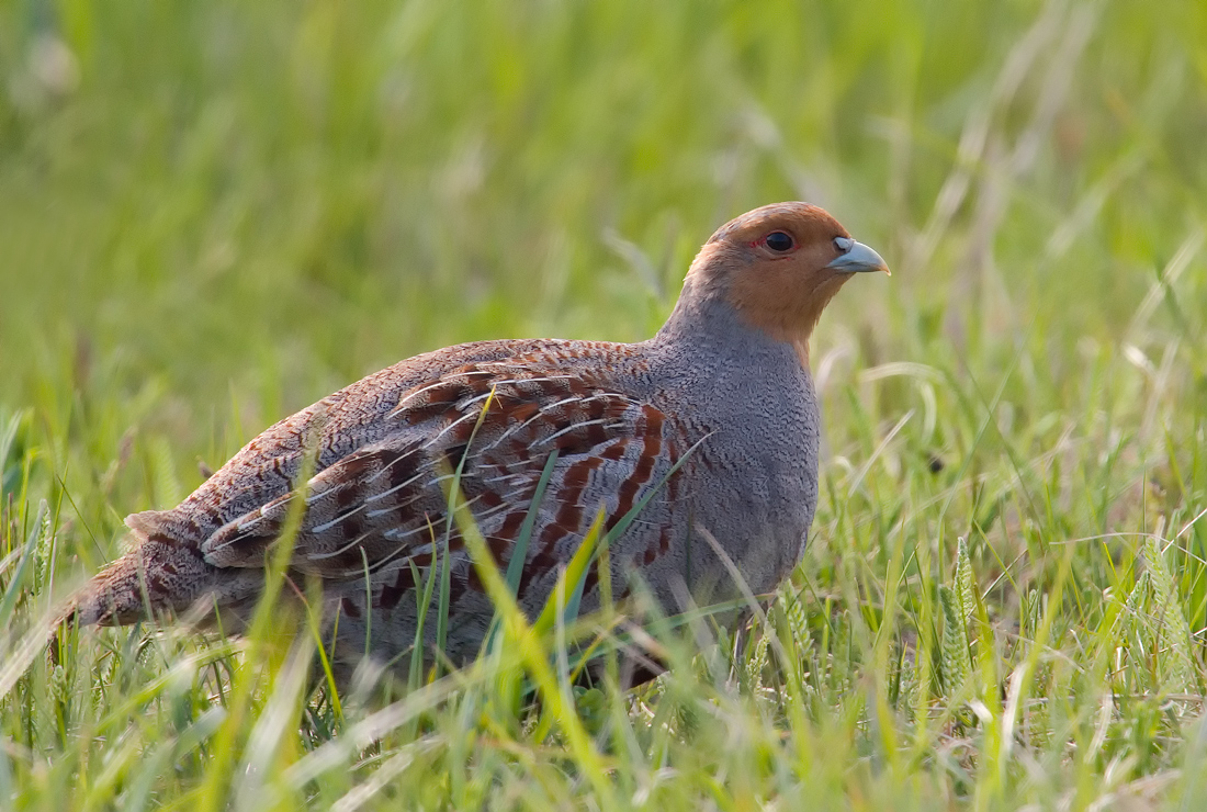 DSC_3545vkcs+++.jpg