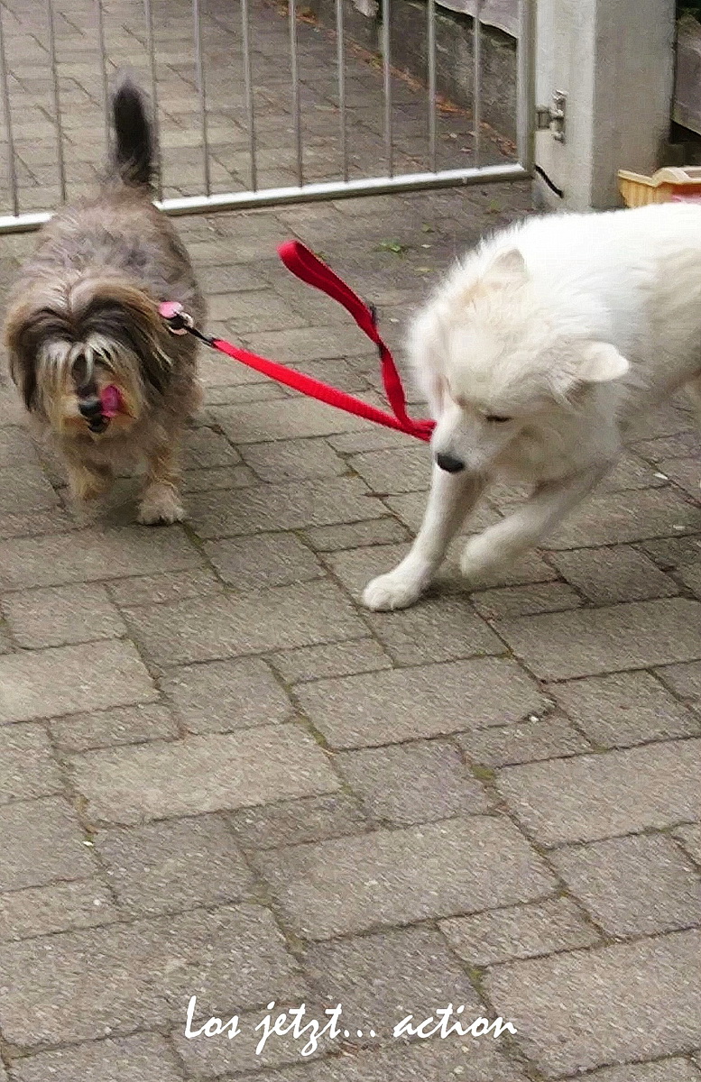 2. Los jetzt... action kl.jpg