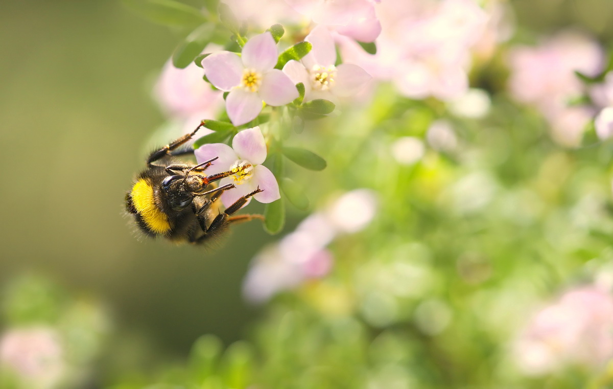 DSC08318 Hummel im Glück... kl wab ges.jpg