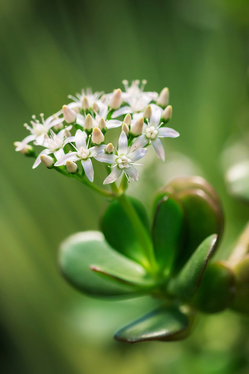 Crassula ovata 2184-5; Crassulaceae (3).jpg