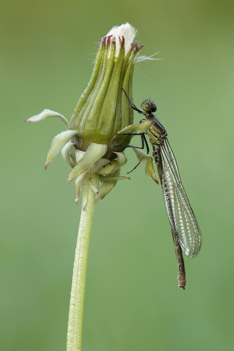 Erythromma najas_m_IMG_0979_1200a.jpg
