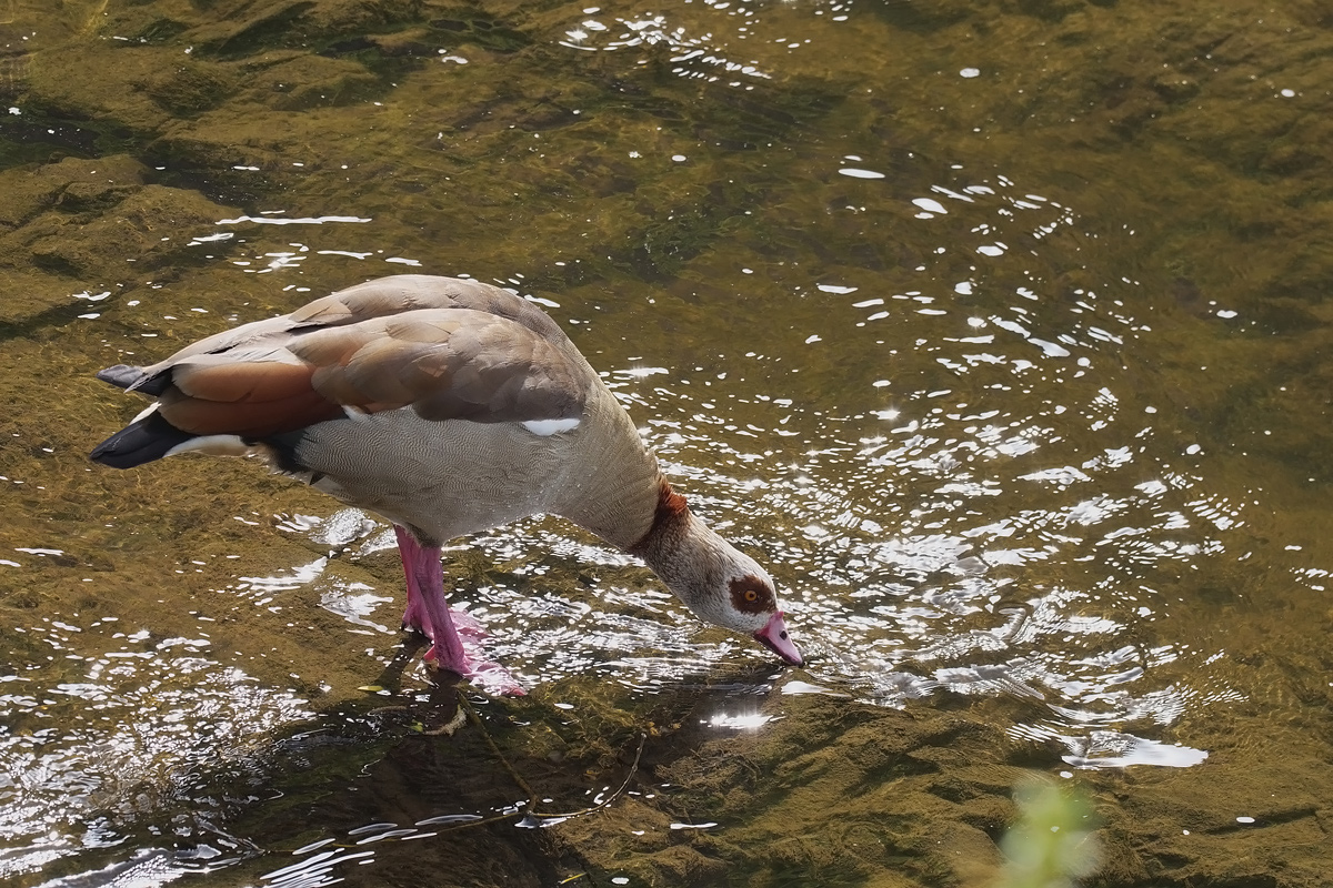 nilgans-16440.jpg