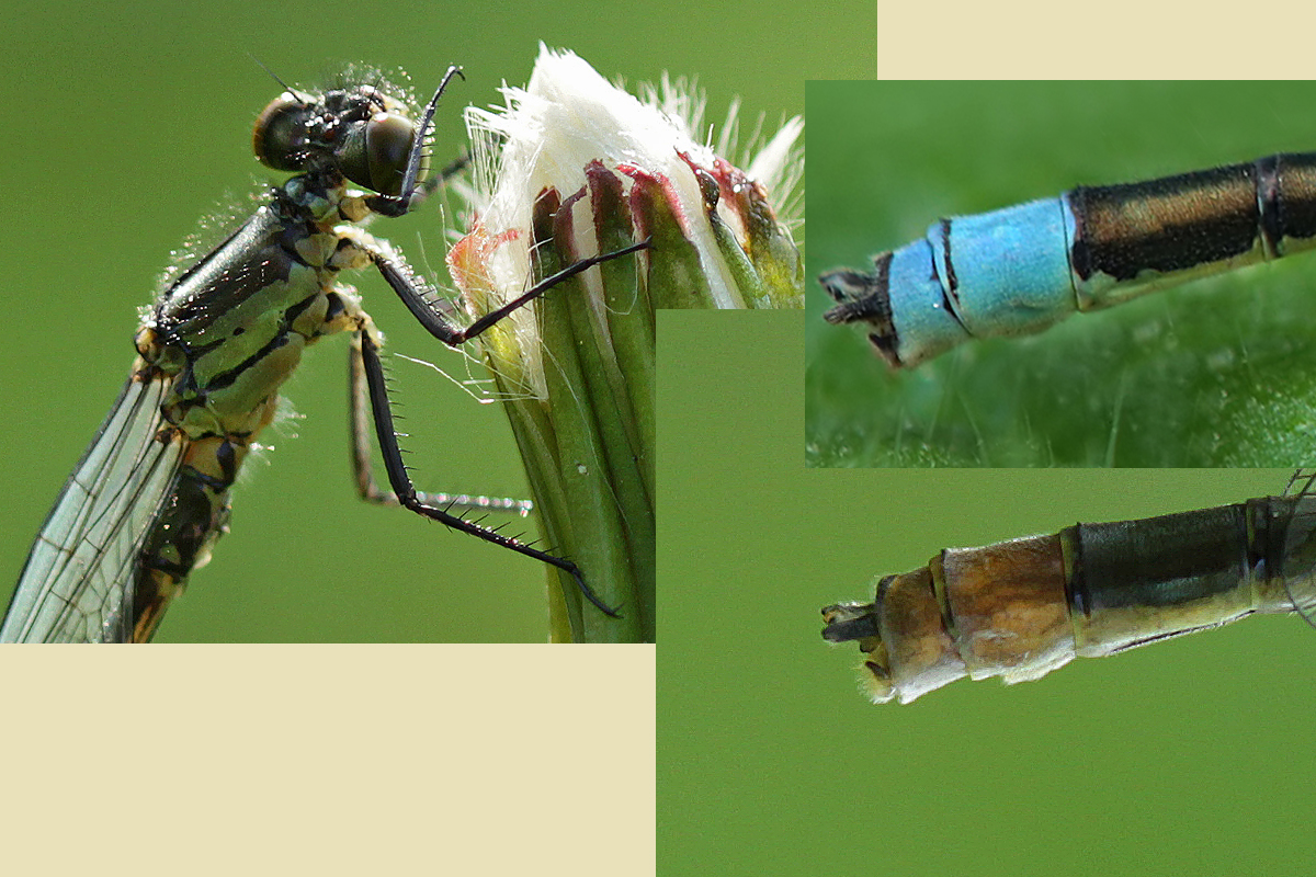erythromma najas_IMG_1123.jpg