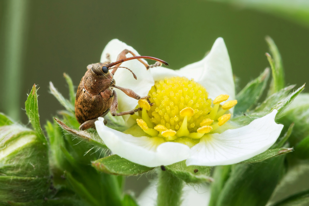 Rüsselkäfer Burgesroth-Bruchholz; Curculionidae Insekt (2).jpg