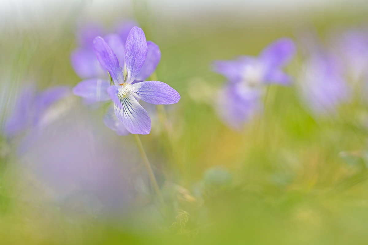 compVeilchen8.4.2019Lindenberg,FriedhofRütiDSC_1643.jpg