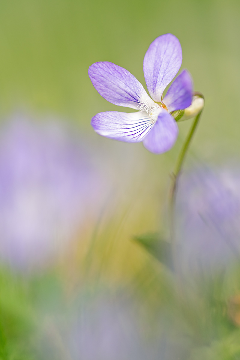 compVeilchen8.4.2019Lindenberg,FriedhofRütiDSC_1636.jpg