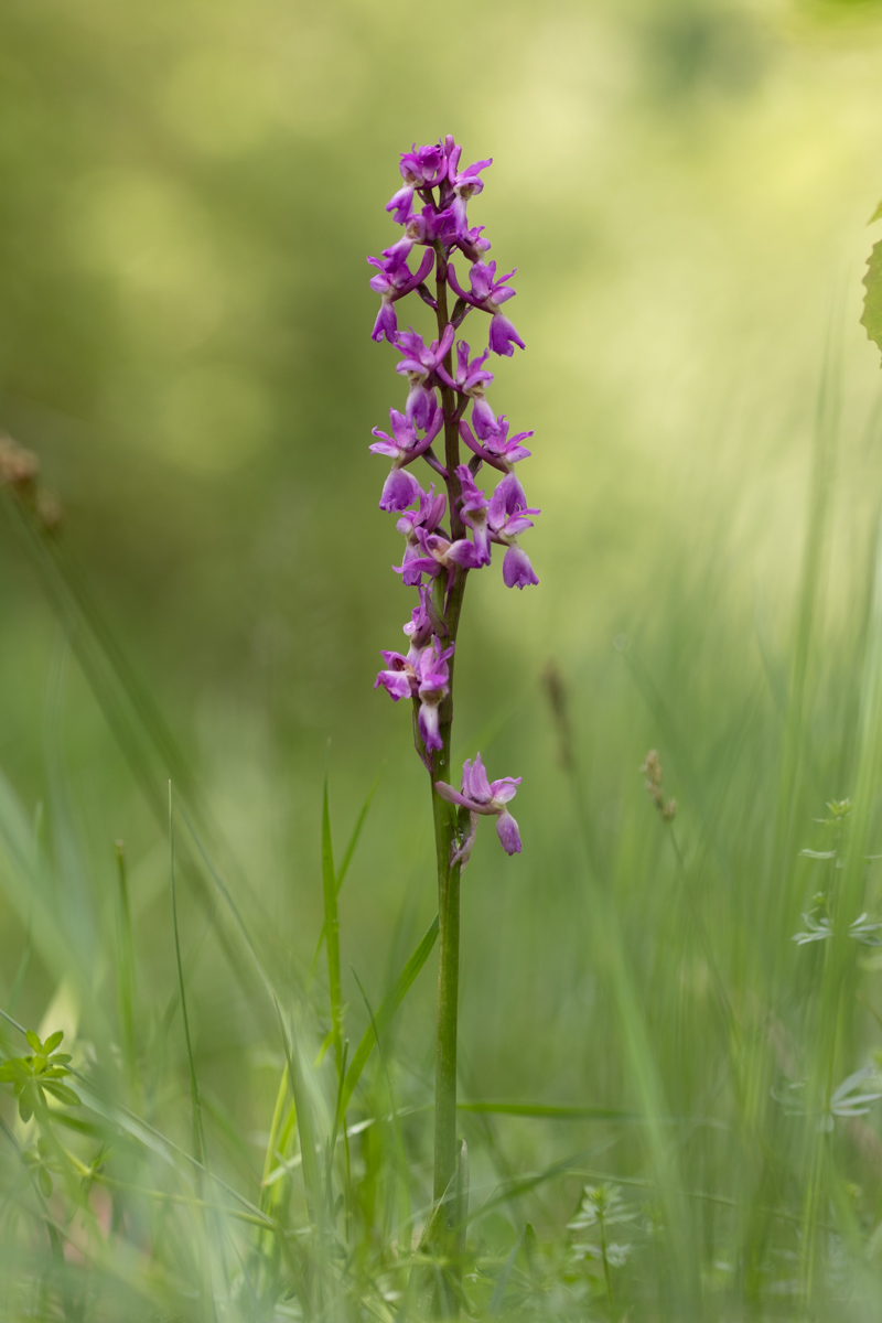 Orchis Mascula 1200 pi (1 von 1).jpg