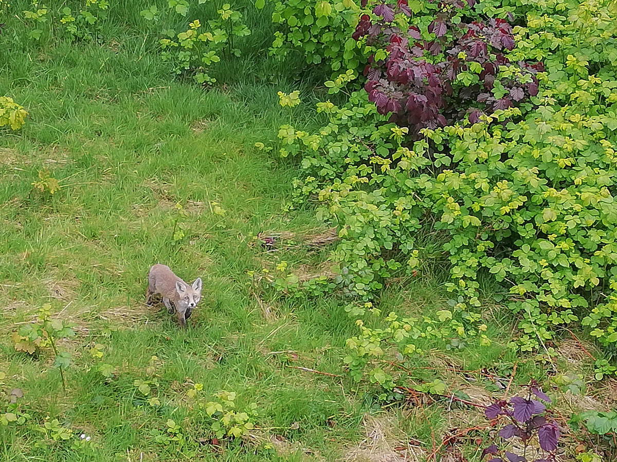 2019-05-11-Jungfuchs-IMG_20190511_094722_1 - verkl.jpg