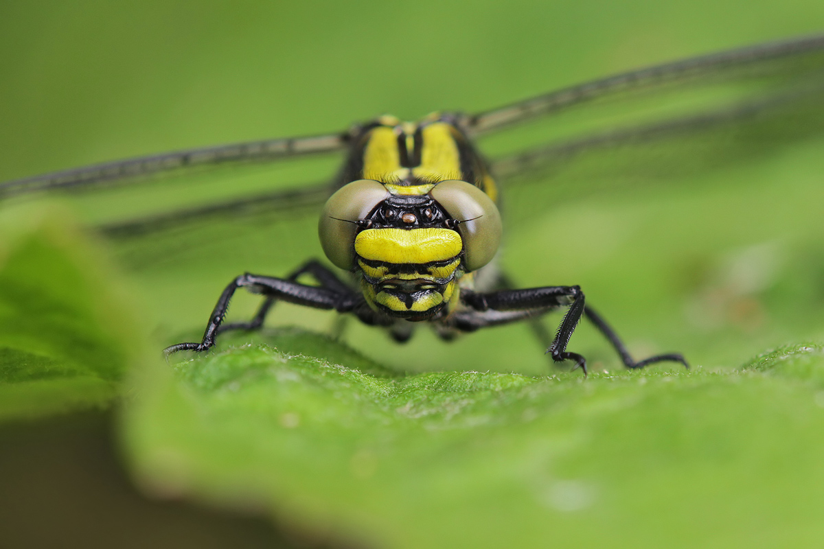 Gomphus vulgatissimus_f_IMG_3162_1200.jpg