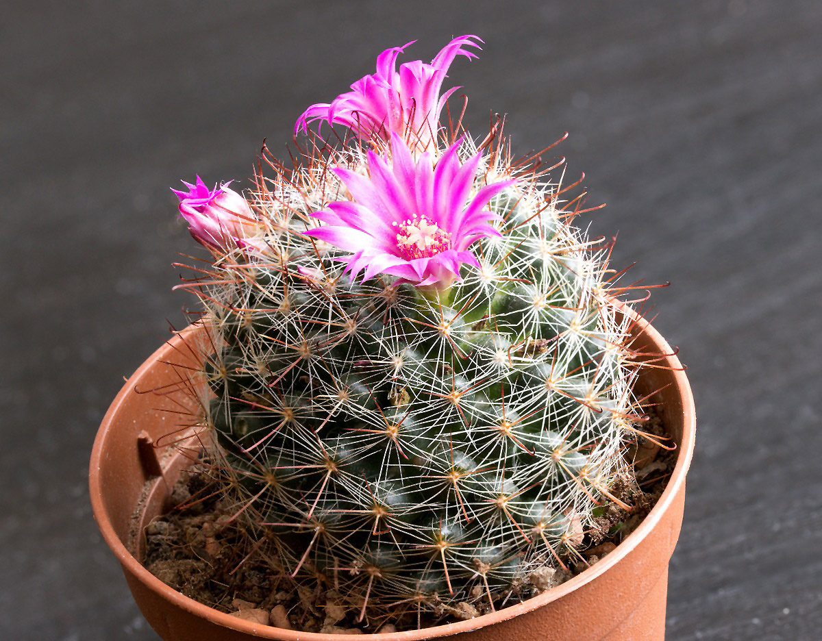 Mammillaria zeilmanniana.jpg