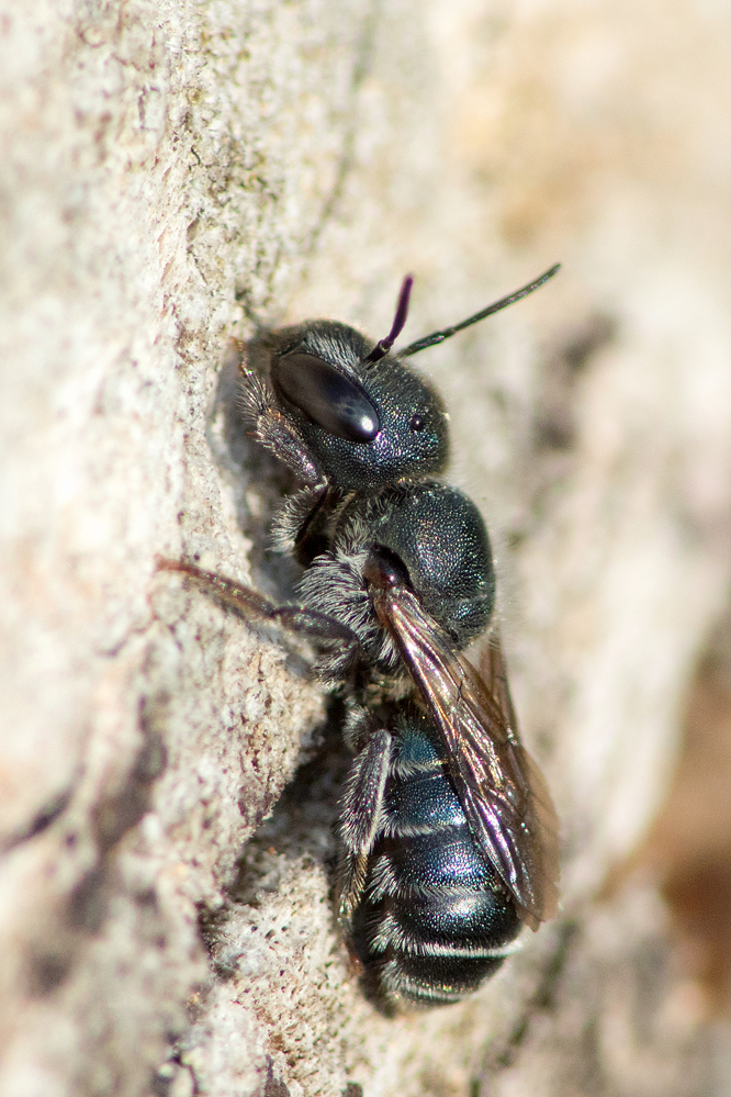 Osmia_caerulescens-f.jpg