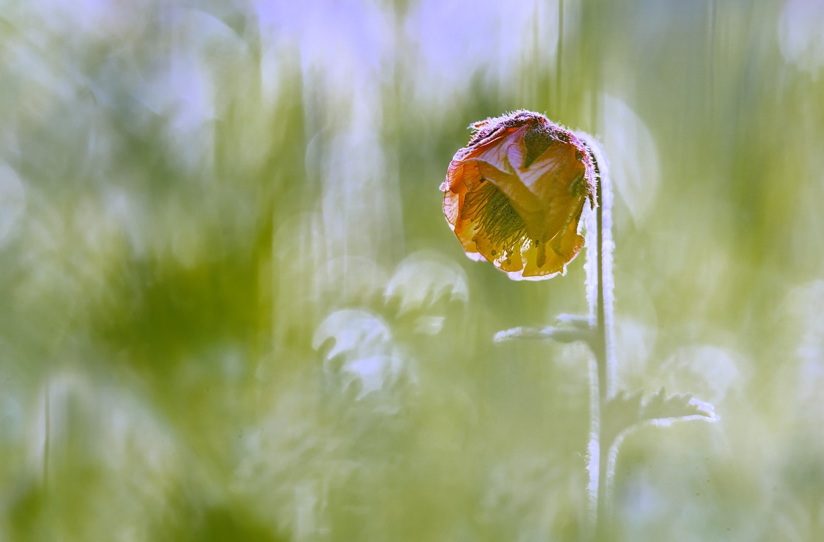 DSC08538 Stehlämpchen... kl be.jpg