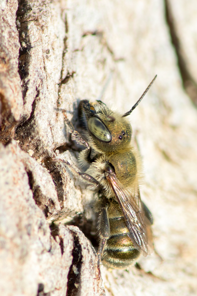 Osmia_caerulescens-m.jpg