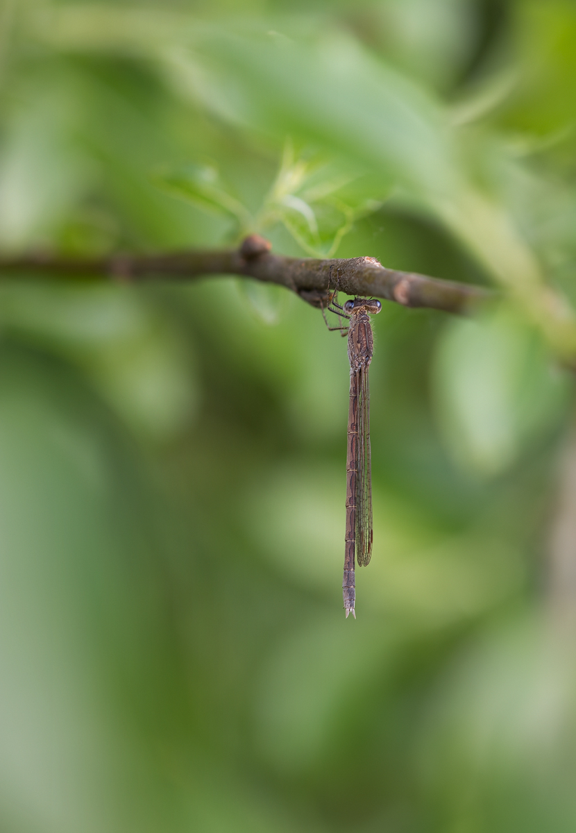 20190518-181722-(JL)-B0H4.jpg