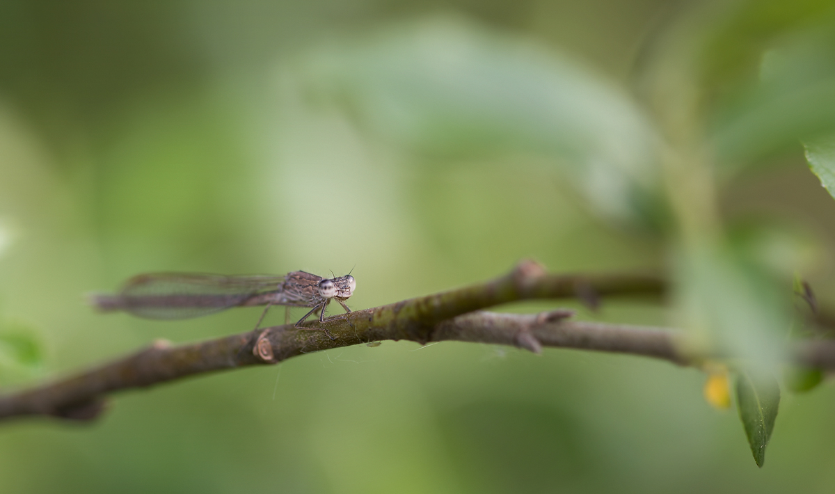 20190518-181856-(JL)-pano.jpg