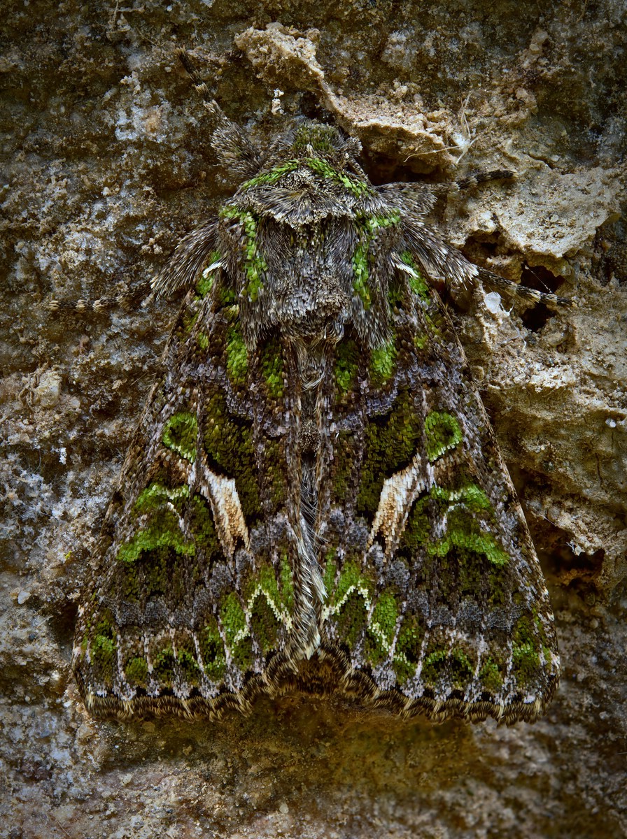 Camouflage.jpg