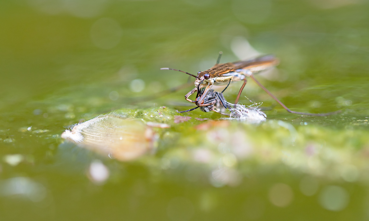 compWasserläufer27.4.2019FägswilDSC_2924Pano3%;13%.jpg