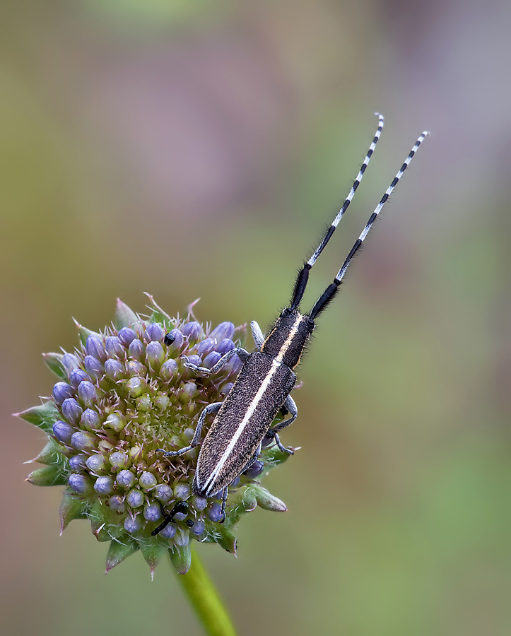 DSC_4763HF.jpg