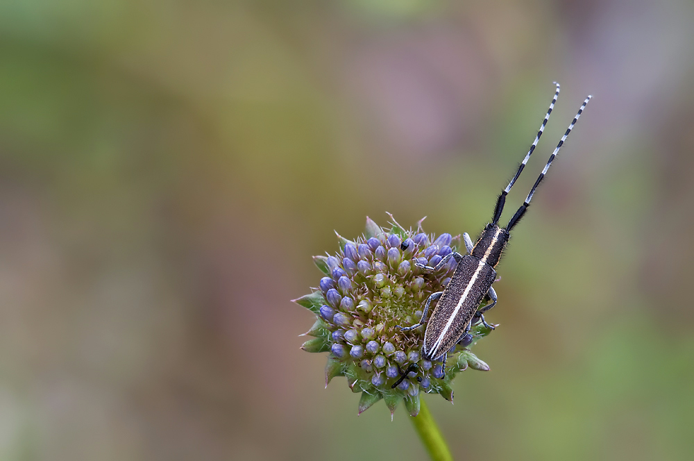 DSC_4763.jpg