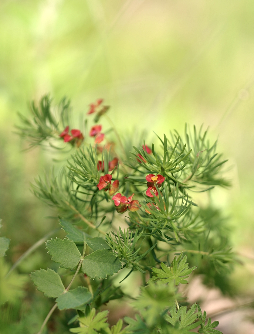 Zypressen-Wolfsmilch (Euphorbia cyparissias).JPG