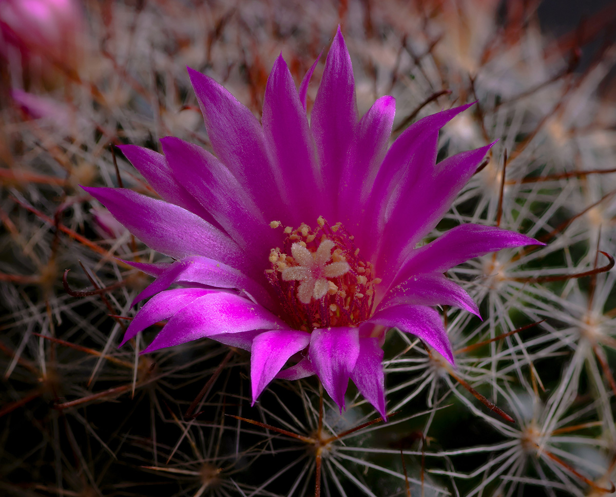 Blume 4-5.jpg