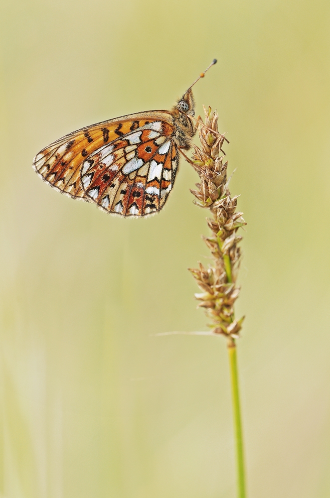 IMGP5219ab plombieres 1000.JPG