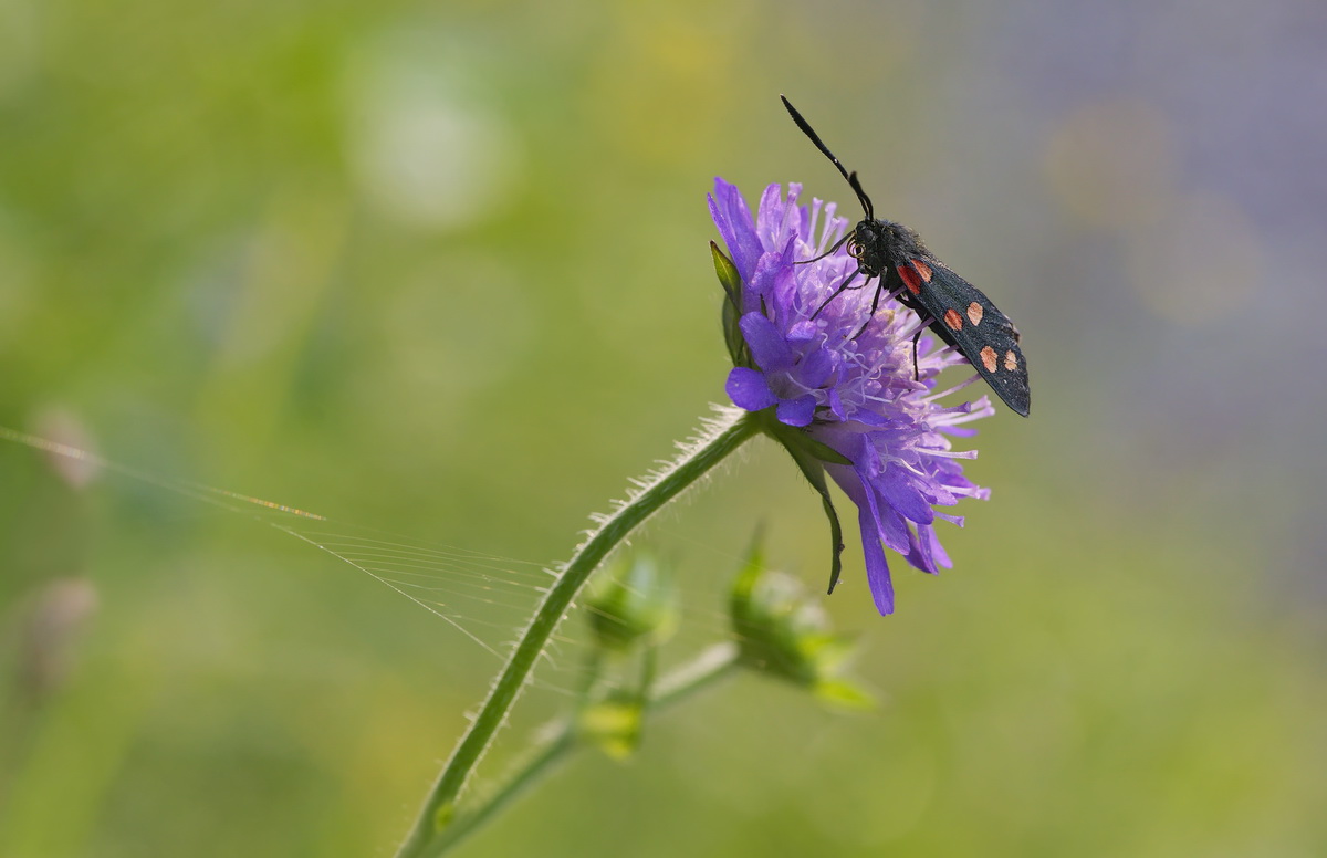 DSC06057 Sturmerprobter Ansitz... kl.jpg