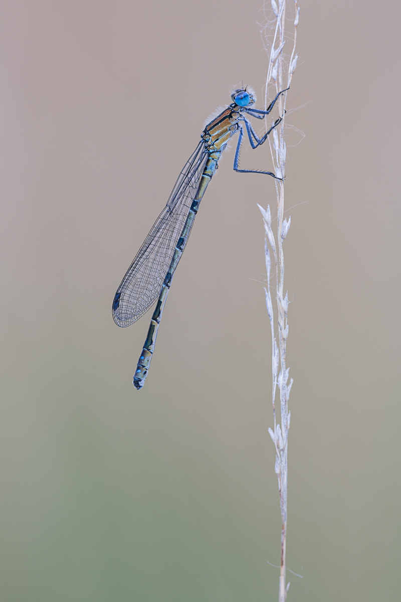 20190516-IMG_4310-b.jpg