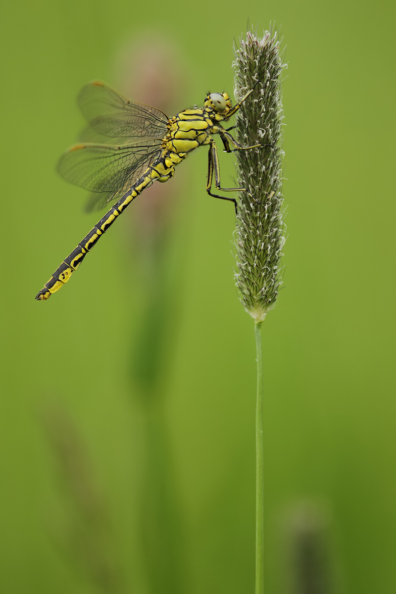 Gomphus pulchellus_m_IMG_7153_1200a.jpg