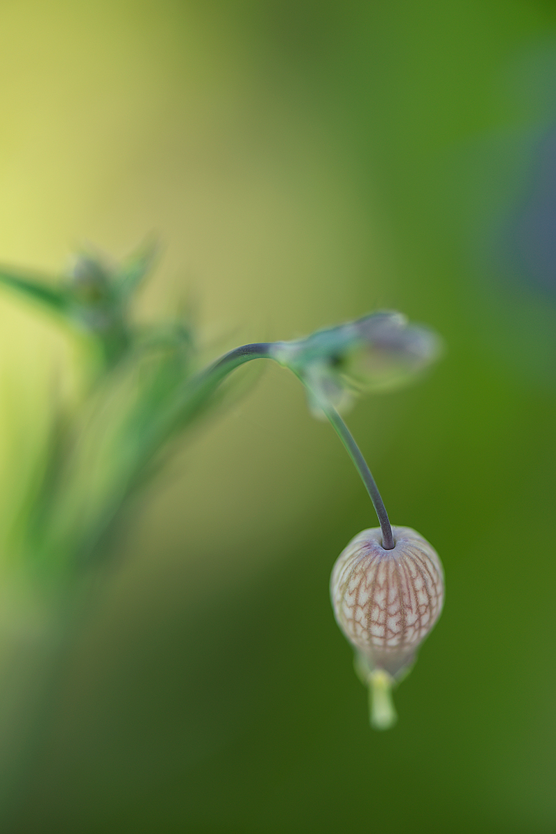 silene_latifolia_01_selektiv.jpg