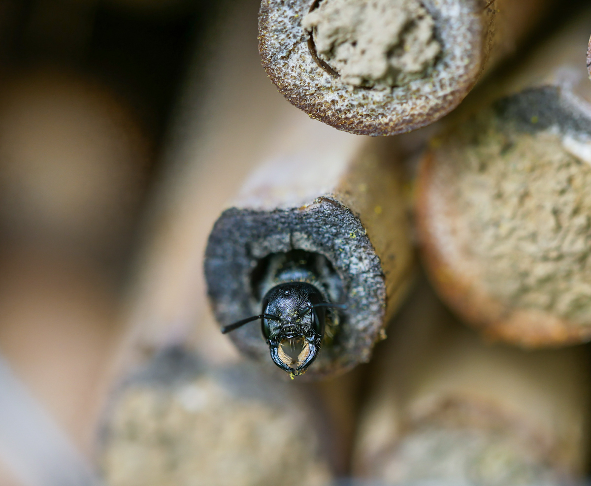 2019-05-16 16-57-52 (A,Radius8,Smoothing4).jpg