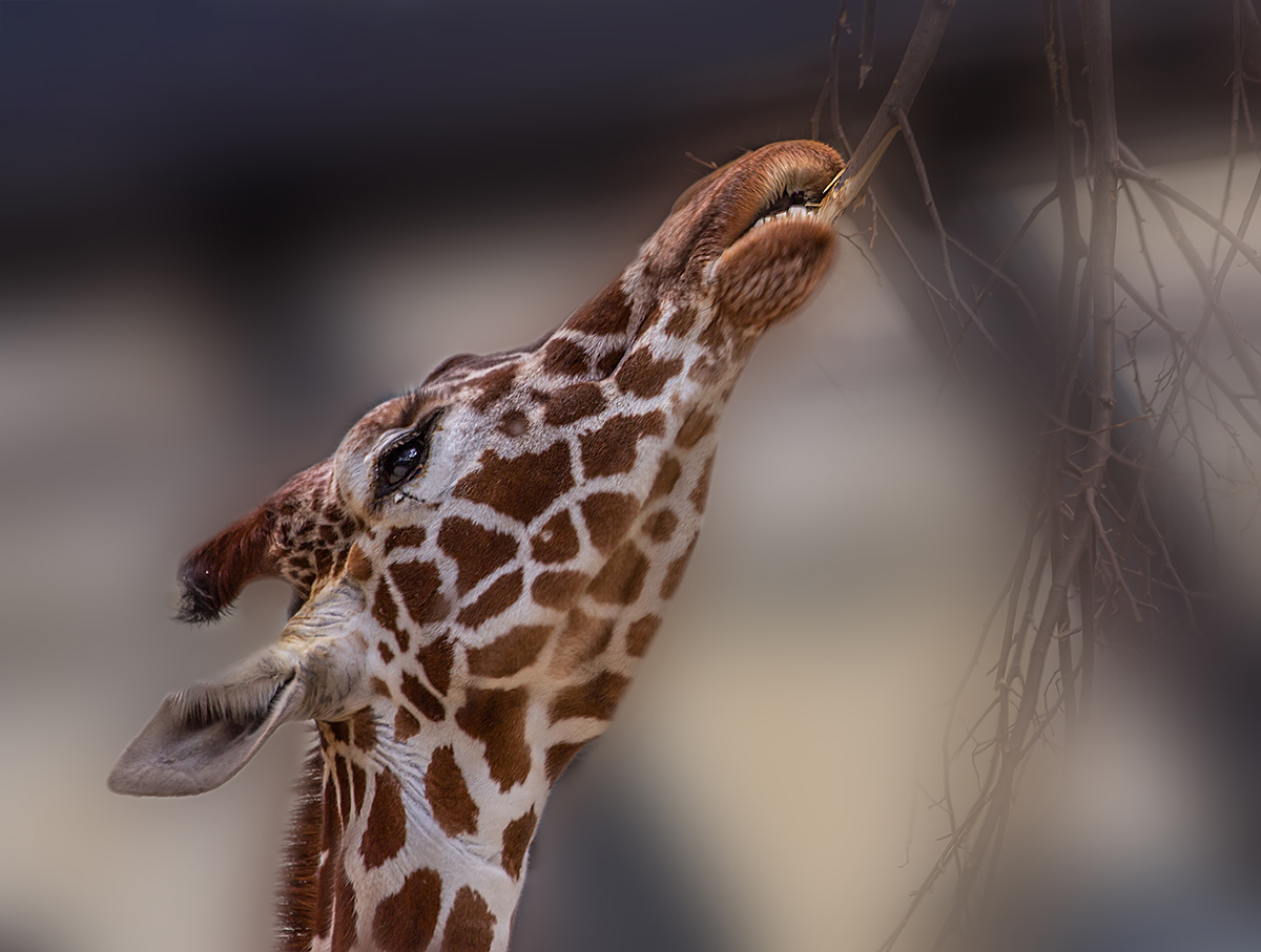 Giraffe.jpg