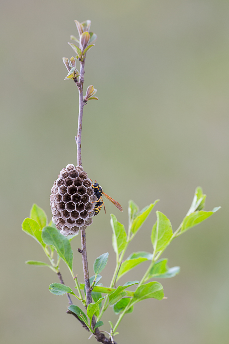 20190508-IMG_3961 ZS 8-Bearbeitet.jpg