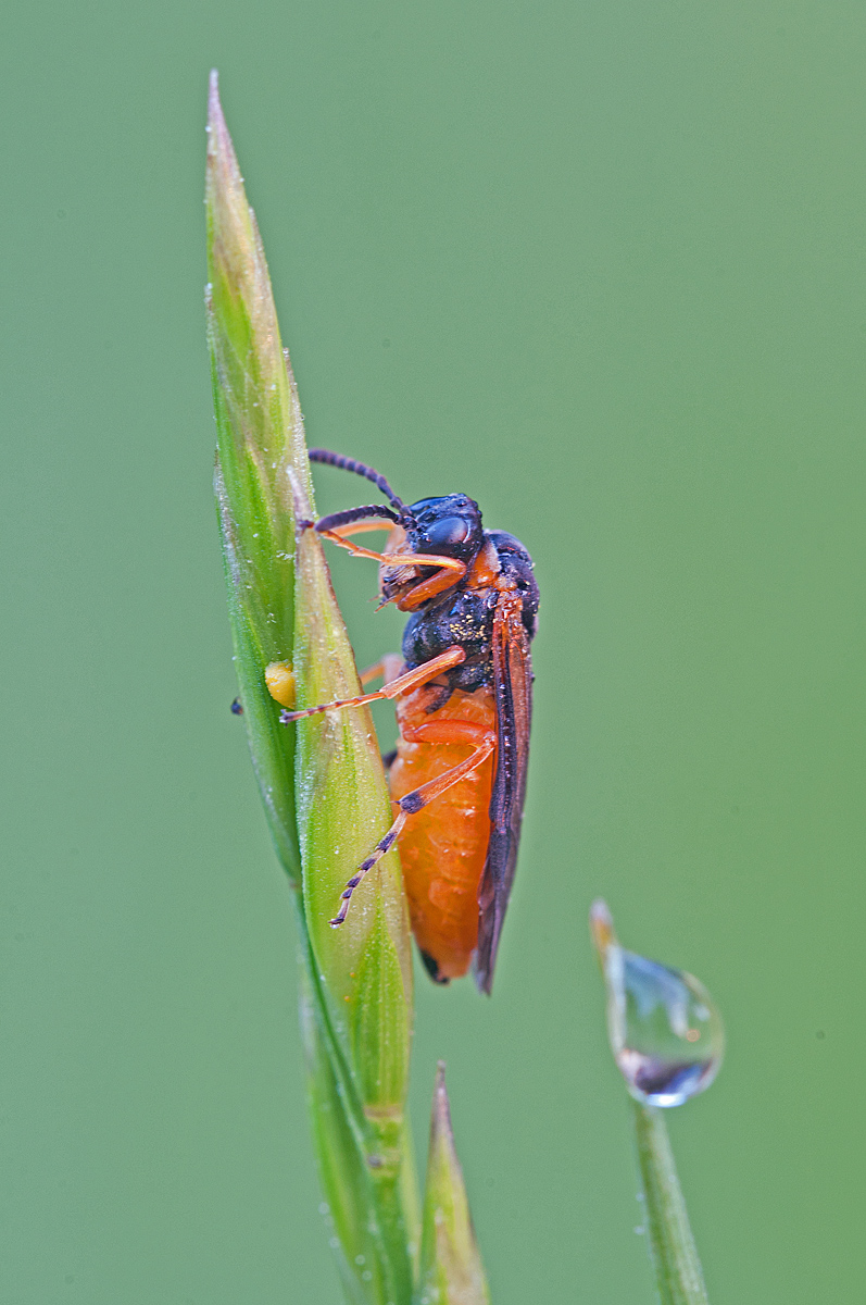 Athalia circularis.jpg