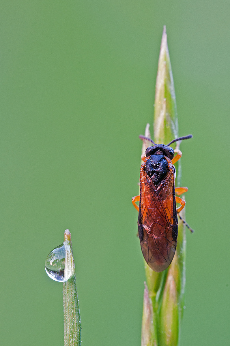Athalia circularis2.jpg