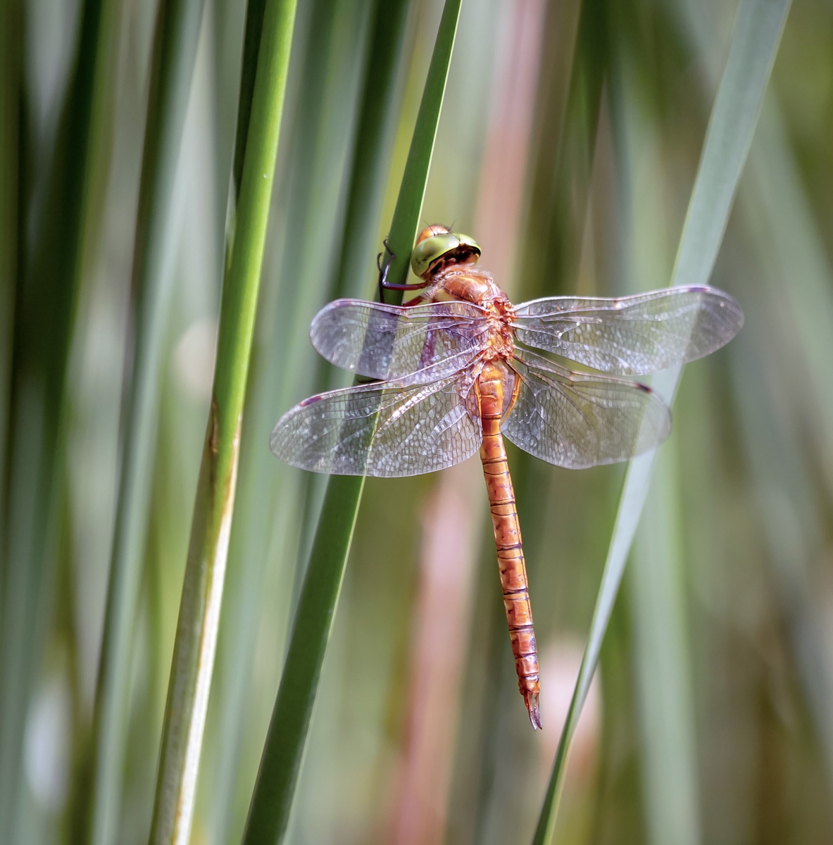 2018_06140047.jpg