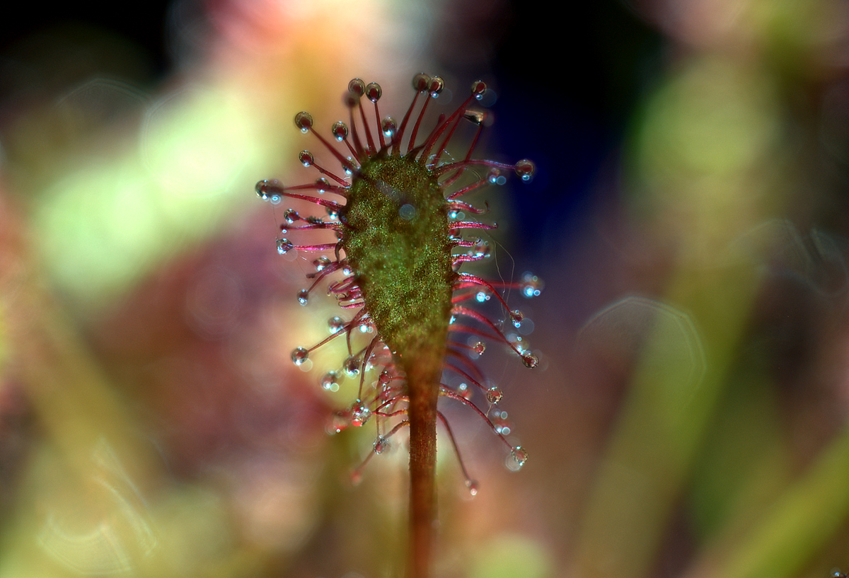 DSC_1226_27___35.jpg
