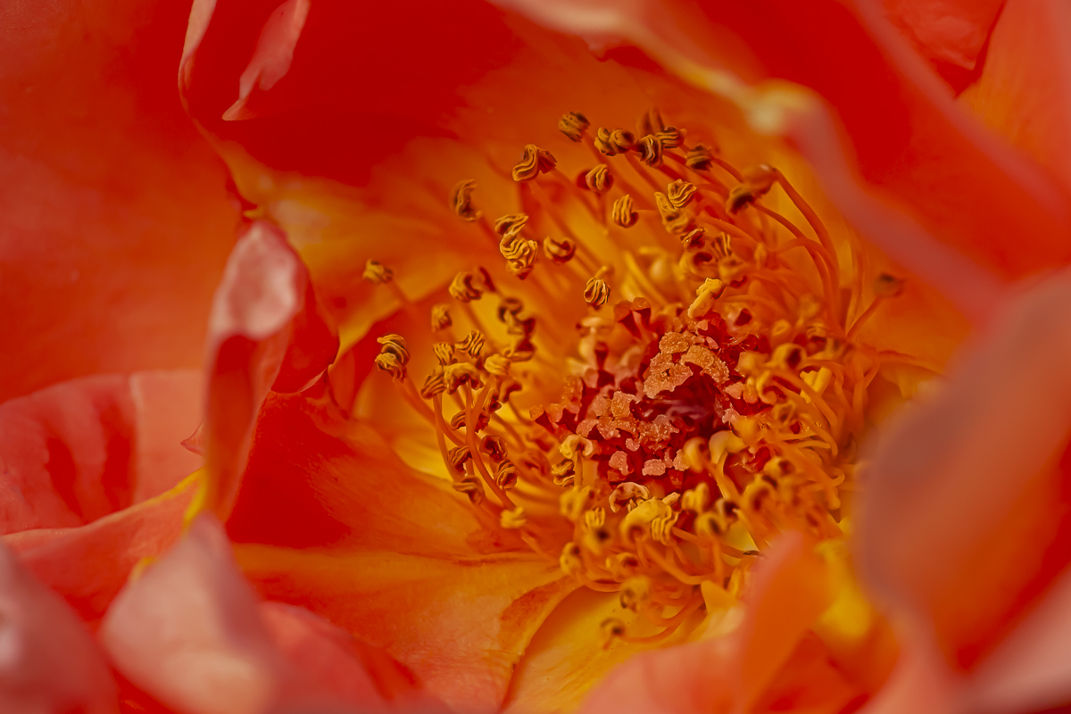 Rosenstaubgefäße 3.jpg