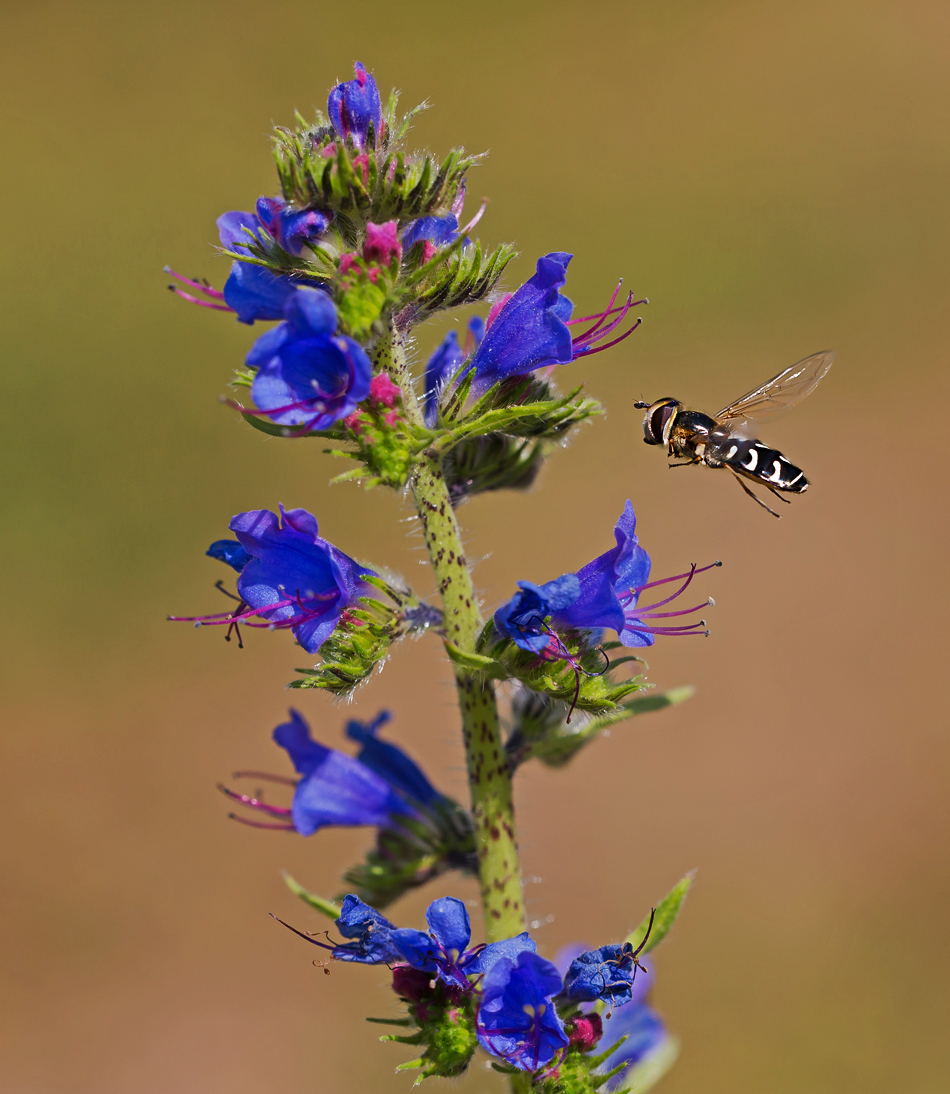 5D3_1931NX1.jpg